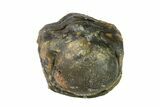 Bargain, Wide, Enrolled Austerops Trilobite - Morocco #156999-1